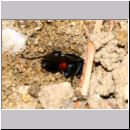 Anoplius infuscatus - Weswespe w008d 10mm - OS-Hasbergen-Lehmhuegel-det.jpg